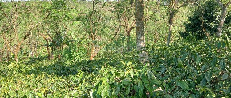 DIJUAL LAHAN KOPI ARABICA PRODUKTIF DI PUCAKSARI - BUSUNGBIU - BULELENG - BALI 1