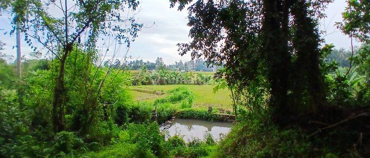 RICE FIELD AND RIVER VIEW LAND FOR LEASE IN SINGAKERTA - UBUD - BALI 1