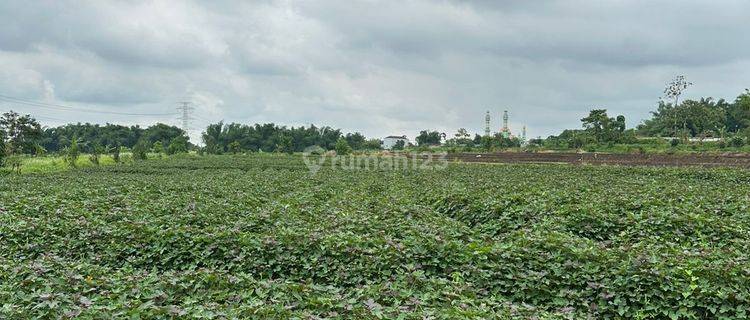 Dijual Cepat Tanah Persawahan Dan Perkebunan Area Mojokerto Jatim 1