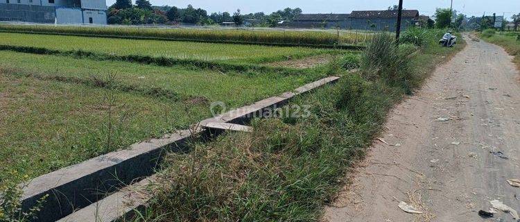 Tanah Sawah Murah 2.700 M2 Shm Di Kawasan Resto Purwomartani Jogyakarta 1