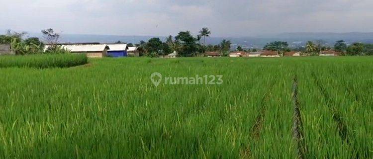 Tanah 1.3 Hektar SHM Sawah Dan Rumah Di Sukabumi  1