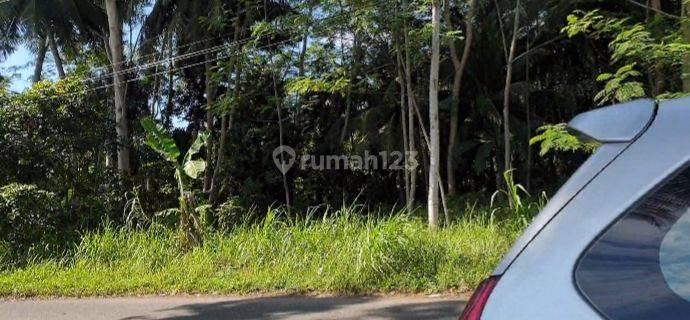 Dijual Sebidang Tanah Kebun Di Pangandaran Jawa Barat Lt 26ha Riy 1