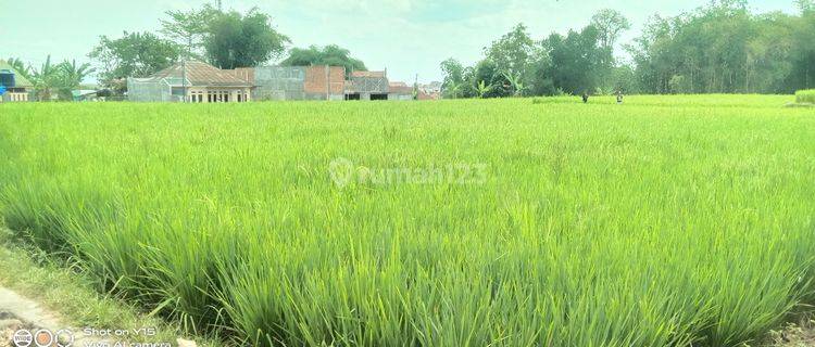 Tanah Sawah Darat Ciaul Sukabumi  1