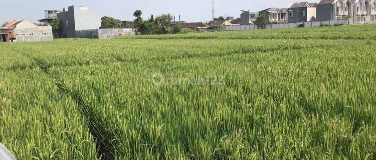 Tanah Sawah Produktif,lokasi Belakang Itn 2, Dijual Cepat di Tasik Madu Kota Malang 1