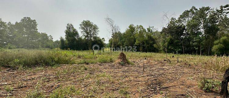 Kavling  Tigaraksa 55ha Lokasi Bagus Cocok Untuk Perumahaan(150 X 366)  1