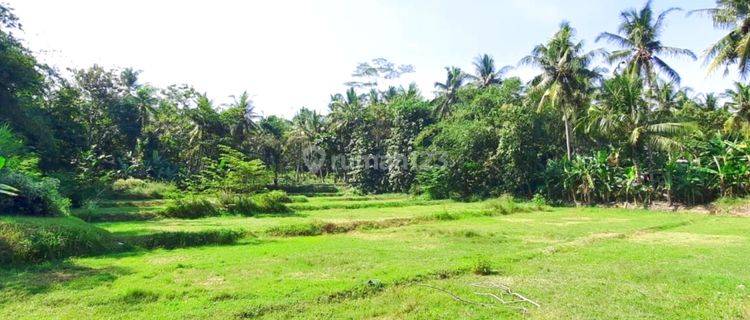 Kavling Terbaik di Donomulyo Kulon Progo  1