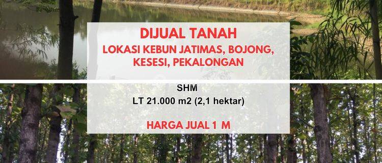 Tanah Lokasi Kebun Jatimas, Kesesi, Pekalongan 1