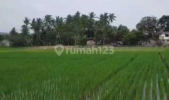 Productive Rice Field Land 1