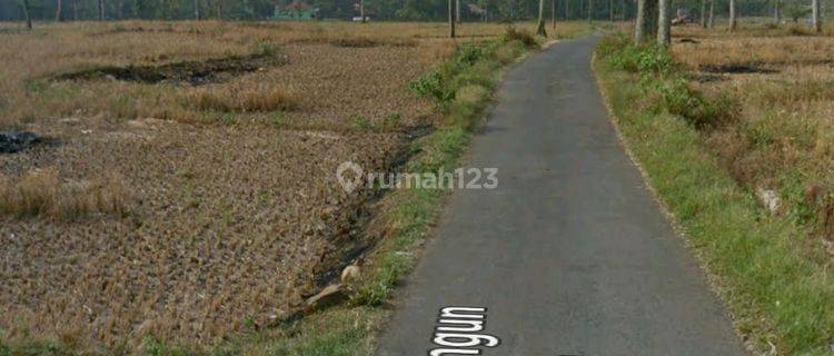 Tanah di Desa Danawarih , Tegal Arah Ke Guci 1