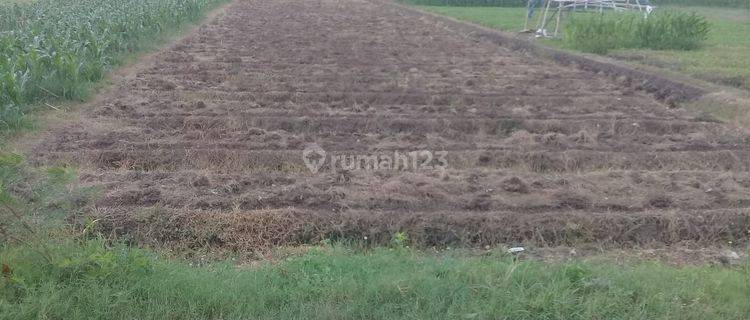 Tanah Siap Olah di Jalan Jatibarang, Brebes  1