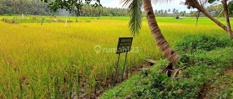 DIJUAL SAWAH ,LOKASI STRATEGIS SUBUR DAN  MENGHASILKAN  1