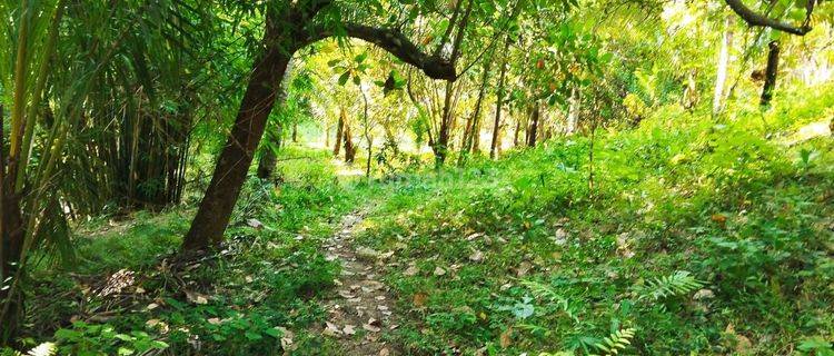 KEBUN SUBUR MURAH LOMBOK UTARA 1