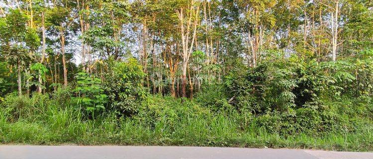 Dijual Tanah Dengan Bonus Kebun Karet di Lingkar Prabumulih 1