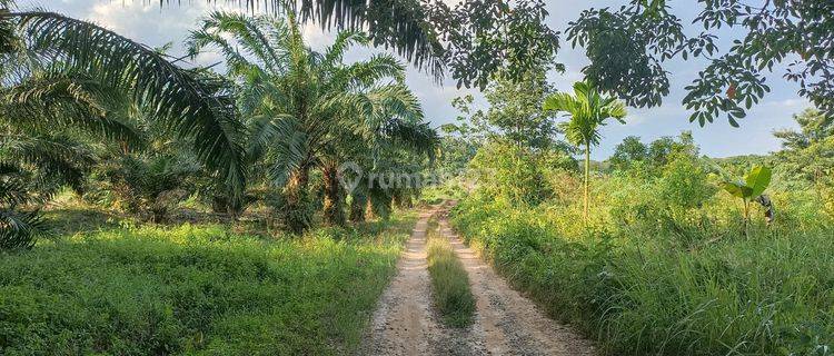 Dijual Tanah 1,2 Ha Pangkalan Benteng Sukamoro Talang Kelapa 1