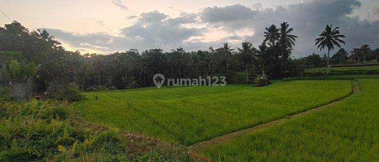 Di Jual Tanah di Pedesaan Ubud View Sawah Dan Gunung Agung 1