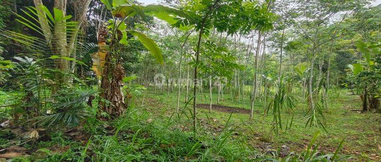 Dijual lahan murah di Taro Gianyar view hutan 1