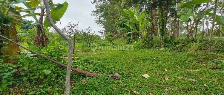 Dijual Lahan Murah Di Taro Gianyar View Sawah 1