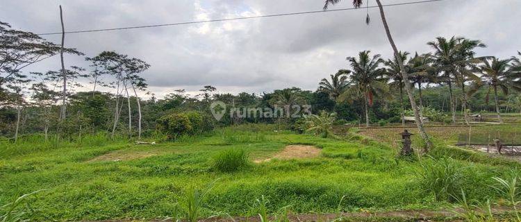 Dijual tanah di Pupuan view sawah pedesaan alami 1