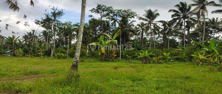 Dijual Tanah lingkungan pedesaan di Pupuan view hutan hutan 1