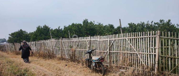 Kebun jeruk produktif murah di Bumiaji Kota Batu 1