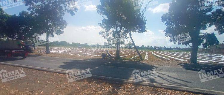 TANAH SAWAH LUAS 24.105 m2, NOL JALAN RAYA PETUNG,ROGOJAMPI BANYUWANGI 1