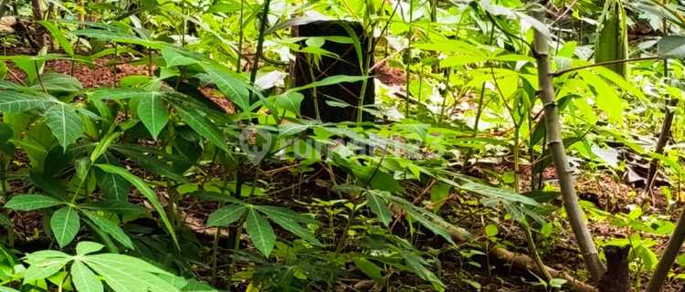 Tanah Murah Dekat Unnes Gunung Pati, Semarang (12.308-ANY) 1