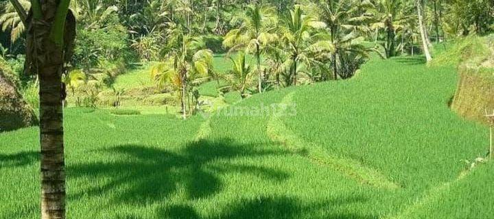 FOR SALE LAND UBUD RICE FIELD VIEW 3.96 HECTARES 1