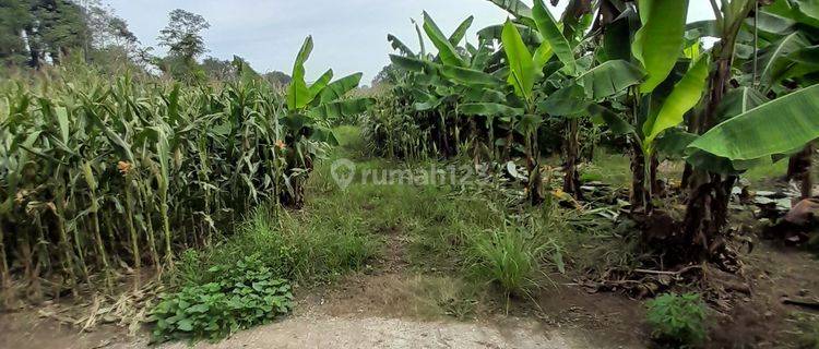 Tanah lokasi 1,6 hectare di Cisauk lokasi bagus 1