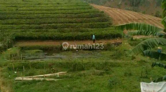 Agrowisata Tanah Pangalengan Lokasi Strategis Maenroad Pangalengan kab Bandung 1