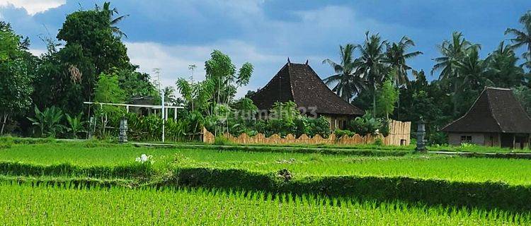 Murah Rumah Joglo Dan Tanah di Singakerta Banjar Tunon, Ubud Bali 1