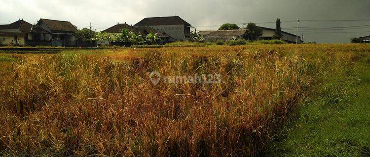Murah Tanah 1.000 M2 SHM di Jl. Cica Buduk, Badung 1