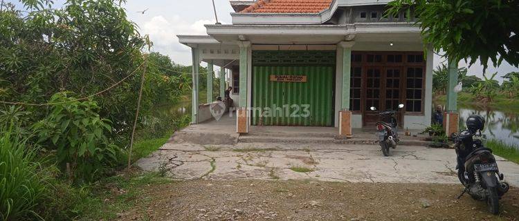 Rumah Desa Cukup Luas Beserta ada Tambak produktif dibelakang 1