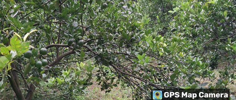 Tanah Kebun Jeruk Murah Dekat Wisata Gunung Bromo Malang 1