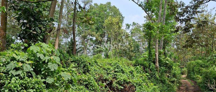 Dijual Kebun Aneka Buat Di Tajinan Malang  1