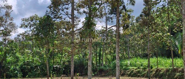 Kebun Durian Murah Dan Dekat Kota Malang 1