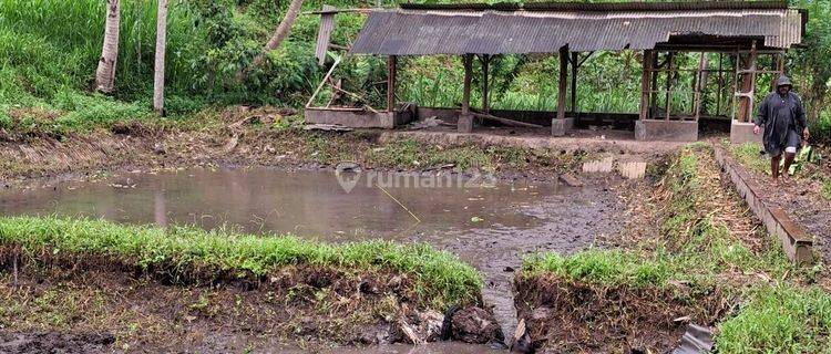 Kebun Buah Plus Kolam Pemancingan Dekat Kota Malang  1