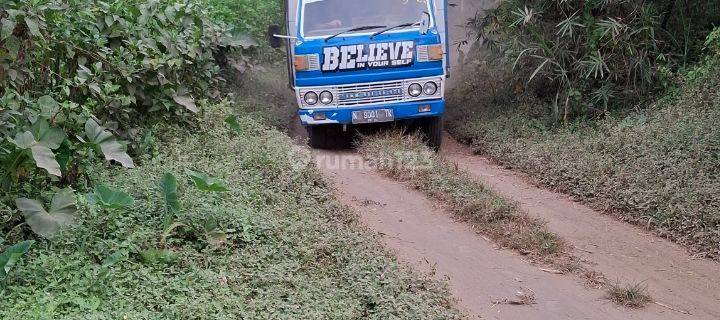 Kebun Tebu Siap Panen Di Kabupaten Malang  1