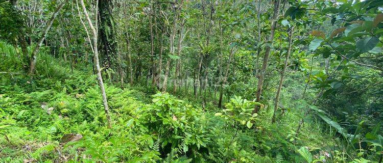 TANAH VIEW LEMBAH DI DEKAT WISATA TIRTA EMPUL TAMPAKSIRING 1