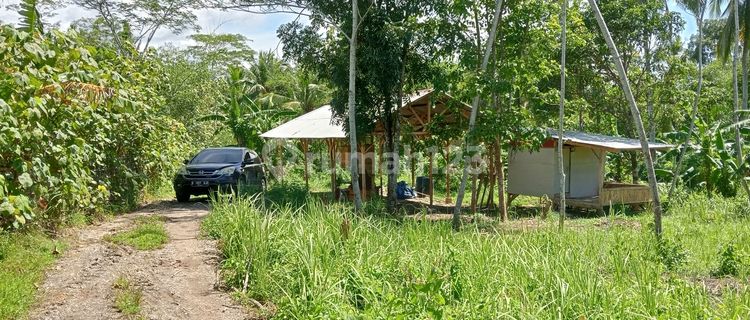 Tanah Murah Startegis Dekat Tanah Pemda Di Cikumpay Panggarangan 1