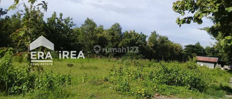 Tanah Dijual di Sragen Cocok Untuk Peternakan  1