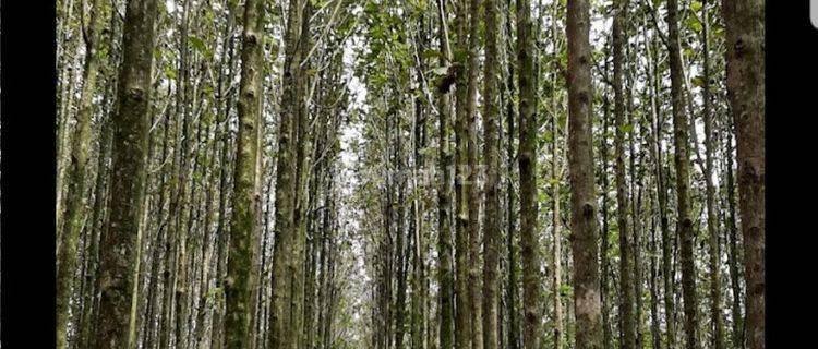 KEBUN JATI Di Area Desa Wisata Mulo, Wonosari, Yogyakarta 1