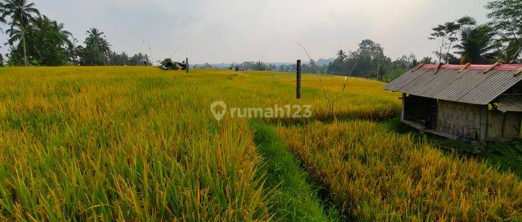 Tanah Pupuan Gianyar View Sawah Peruntukan Perumahan 1