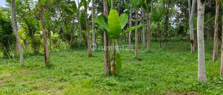 Tanah di Tegallalang Gianyar View Sawah Hutan Sungai Dekat Wisata 1