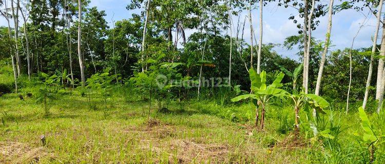 Tanah di Tegallalang, Gianyar View Hutan Sungai Dan Gunung 1