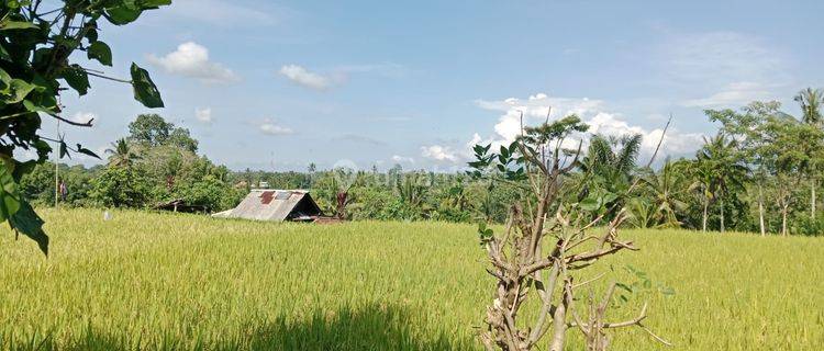 Tanah Tegallalang View Sawah Dan Gunung Agung 1