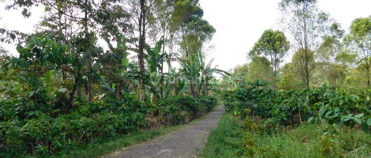 Di Jual Tanah Kebun Lokasi Mandirancan Kuningan 1