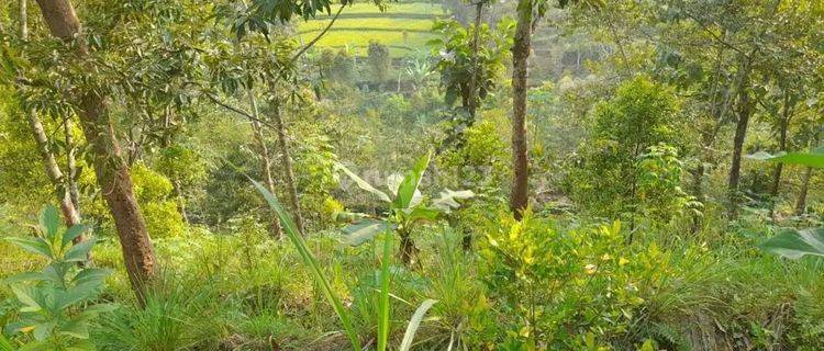 Tanah Kebun Di Bareng Sawahan Nganjuk 1