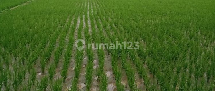 Tanah Solokanjeruk Majalaya * 1