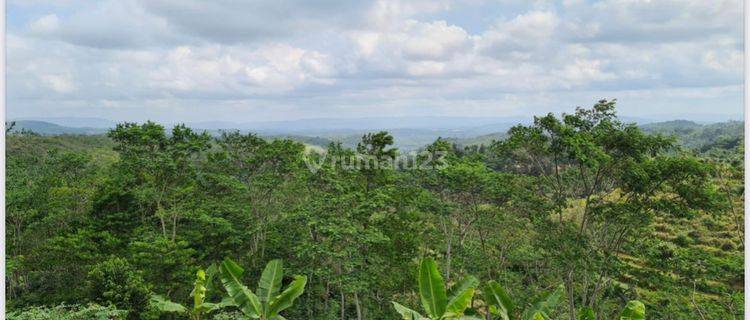 Harga Miring, 104 Ha Lahan Perkebunan di Sukabumi, Bonus Villa Cantik. 1