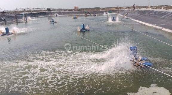 Tambak Babakan Gebang Cirebon Hanya 600 M2 Dari Jalan Pantura 1